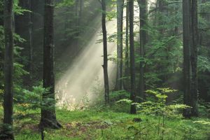 I miejsce Martyna Tybor_ W Leśnym Gaju, In a Forest Grove